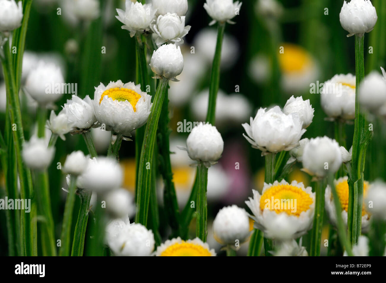 ammobium alatum 'bikini' winged everlasting white and yellow small round flower thin narrow stem stalk structure Stock Photo