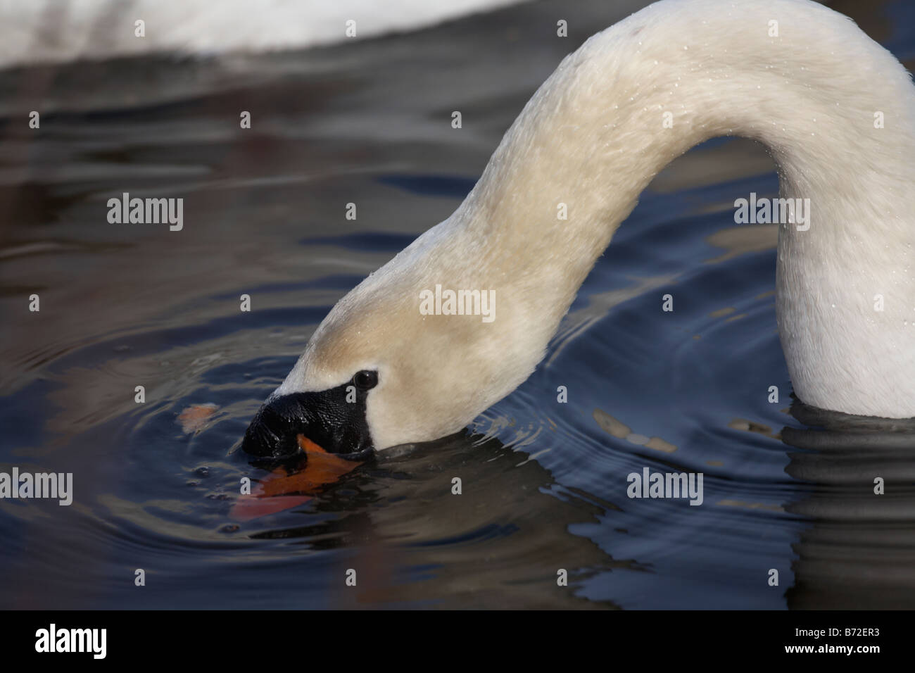 mute swan cygnus olor feeding on bread flakes on a lake in county down Northern Ireland UK Stock Photo