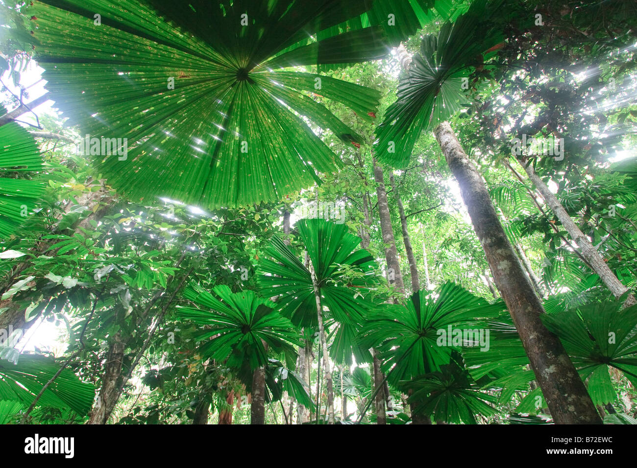 Giant palm trees in the Daintree National Park, far north Queensland, Queensland, Australia. Stock Photo