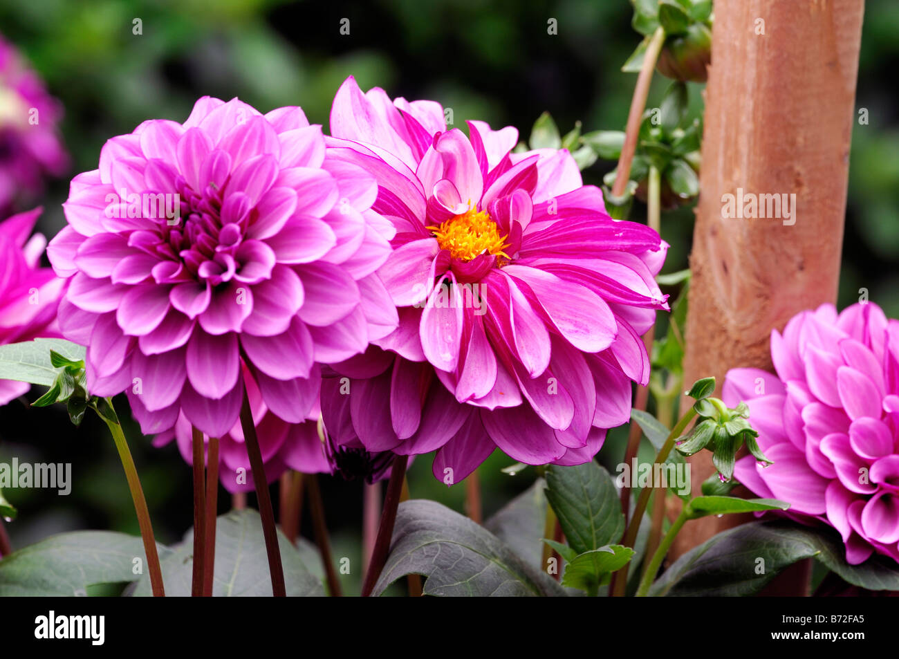 Dahlia Lilac Time Hi Res Stock Photography And Images Alamy