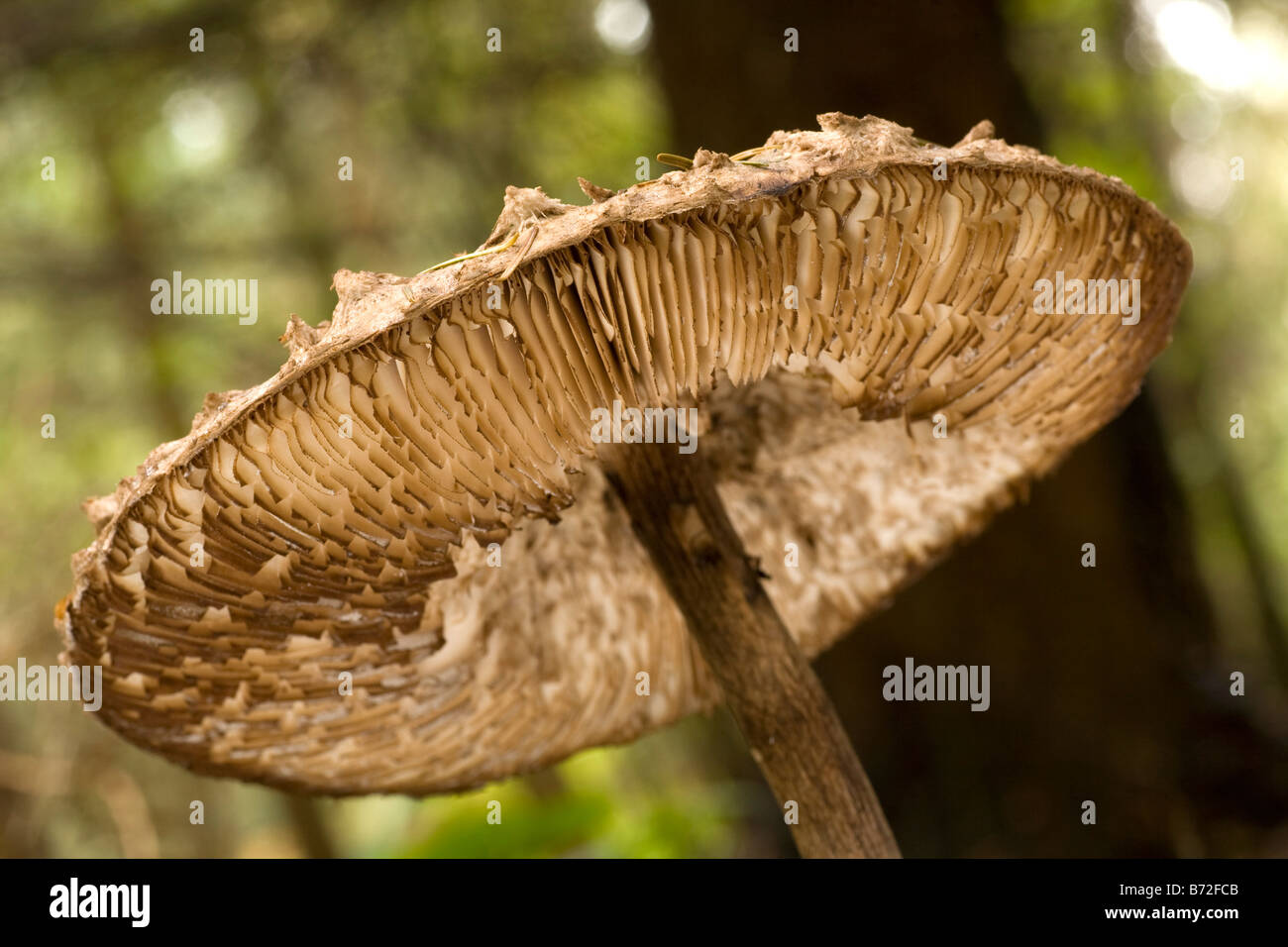parasol mushroom from below Stock Photo