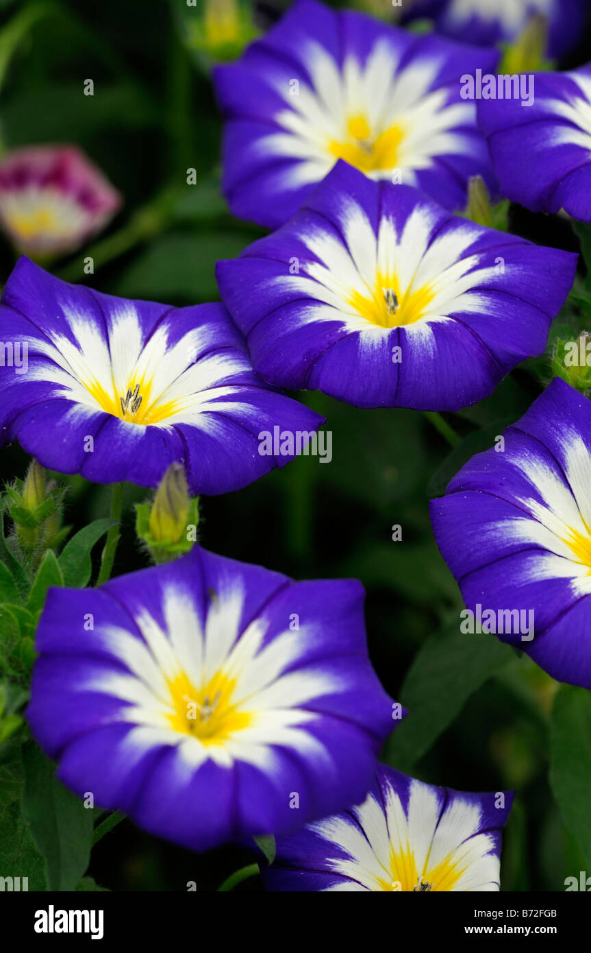 convolvulus 'flagship' mixed tricolor Morning Glory bindweed Stock Photo