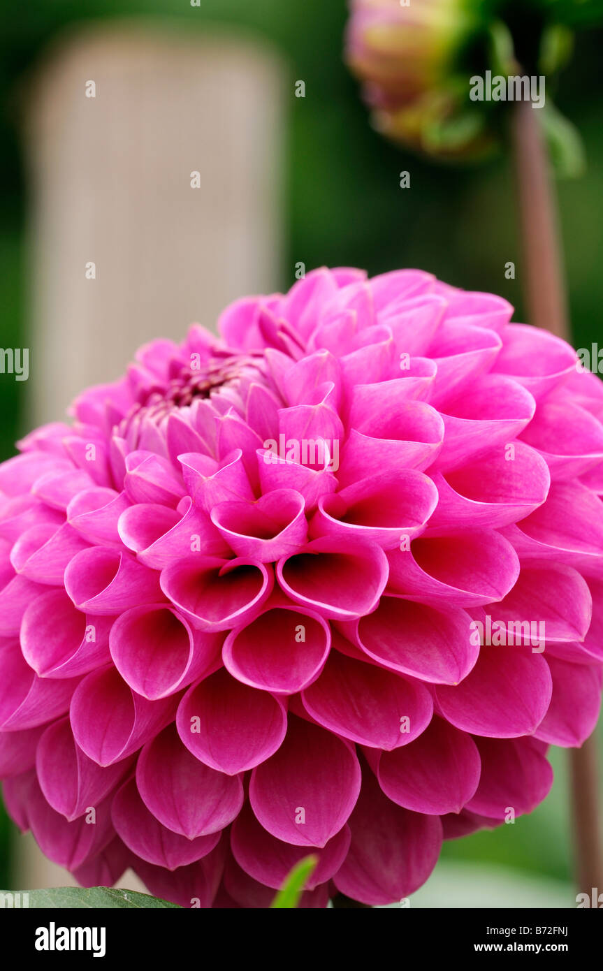 dahlia purple ball flower ray florets blunt rounded tips spirally arranged Stock Photo Alamy