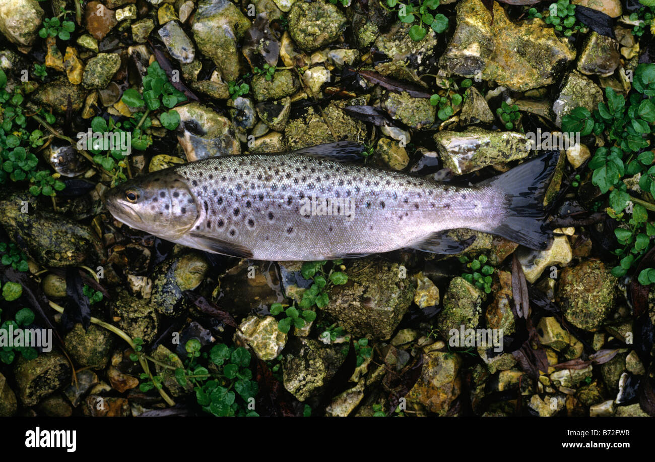Brown trout, chalk stream form, from river Kennet, Wiltshire, at spawning time. Photographed 22 November Stock Photo