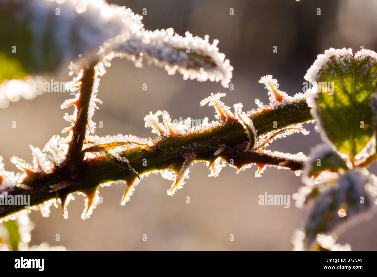 Frosty Twig Stock Photo