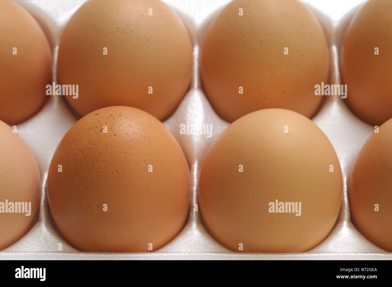 Close up of Brown eggs in carton, Hen Eggs Stock Photo