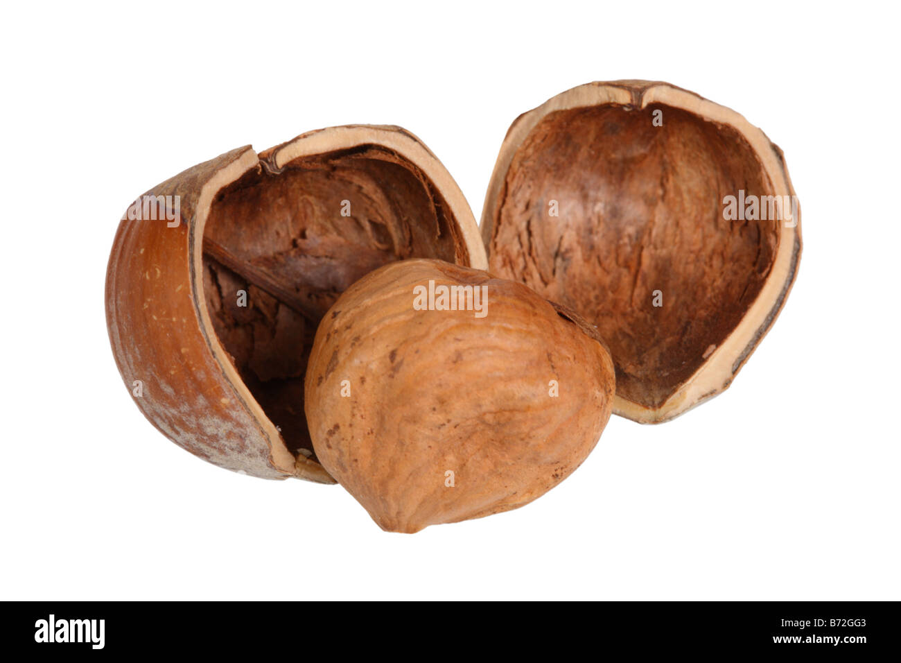Hazelnut close up cut out on white background Stock Photo