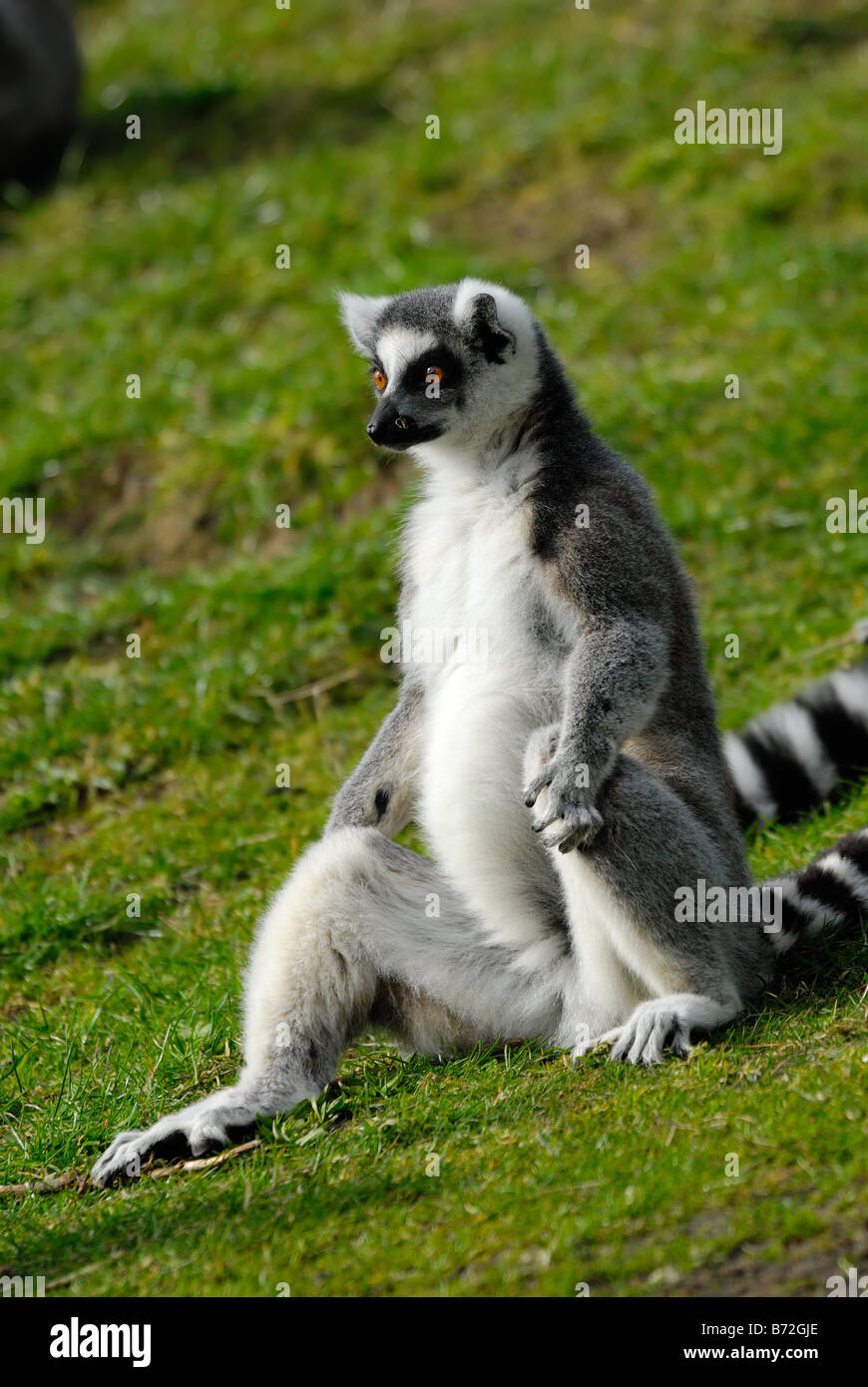 funny image of a ring tailed lemur Stock Photo