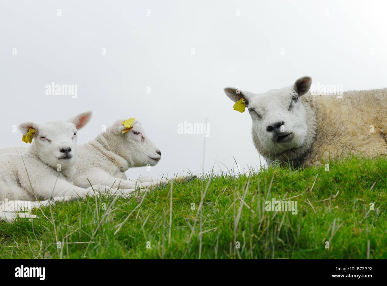 cute lamb and mother on the grass in spring Stock Photo - Alamy