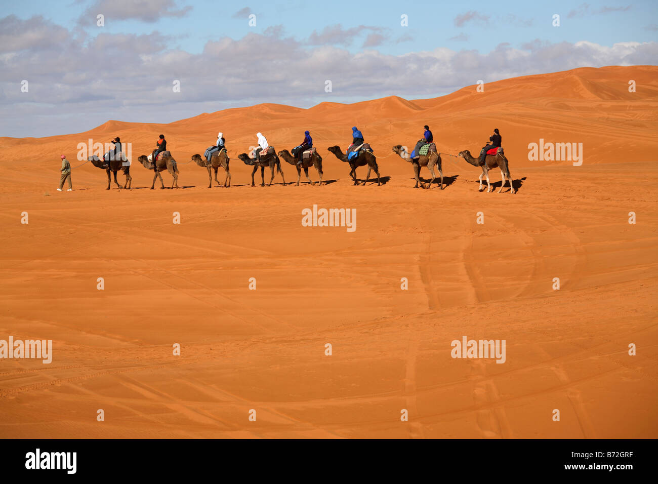 Camels in Erg Chebbi, Merzouga, Morocco Stock Photo