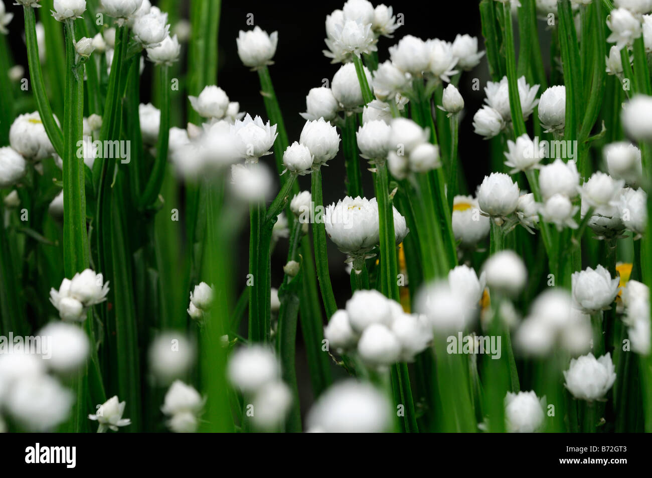 ammobium alatum 'bikini' winged everlasting white and yellow small round flower thin narrow stem stalk structure Stock Photo