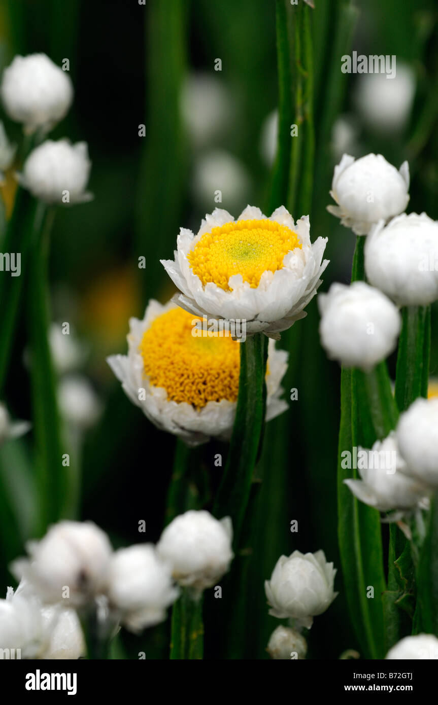 ammobium alatum 'bikini' winged everlasting white and yellow small round flower thin narrow stem