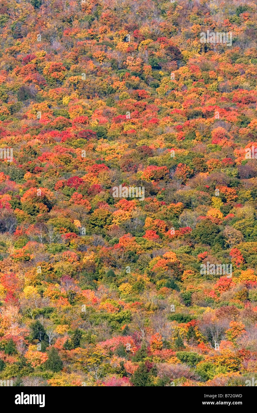 Fall foliage in the White Mountain National Forest Grafton County New