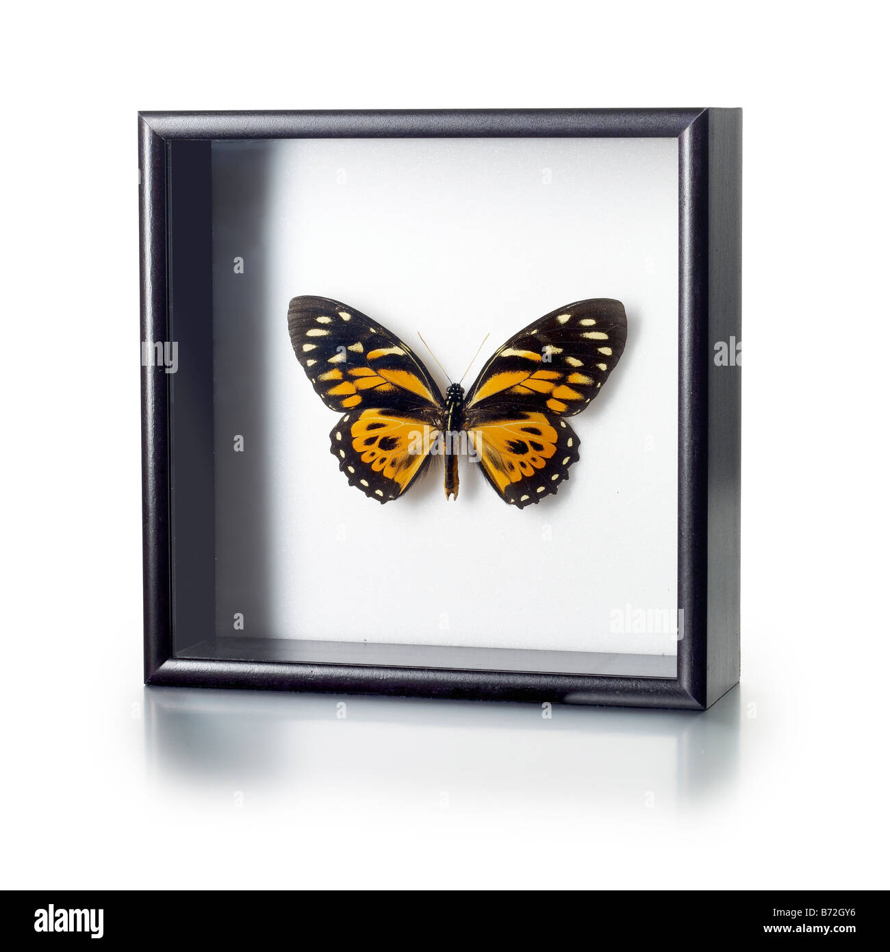 framed butterfly specimen red admiral painted lady Stock Photo