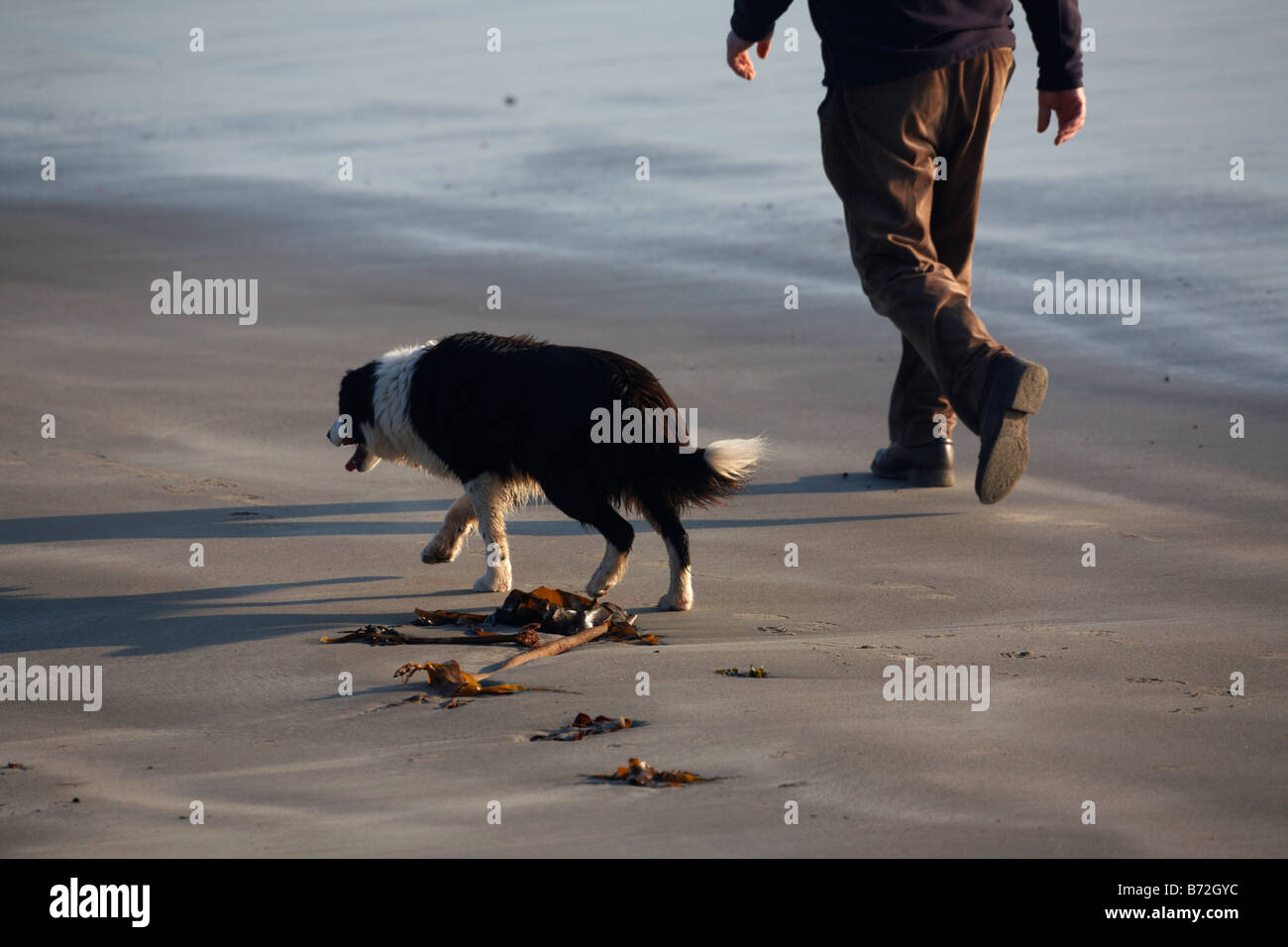 man out walking a collie dog on the beach in morning light county down Northern Ireland UK Stock Photo
