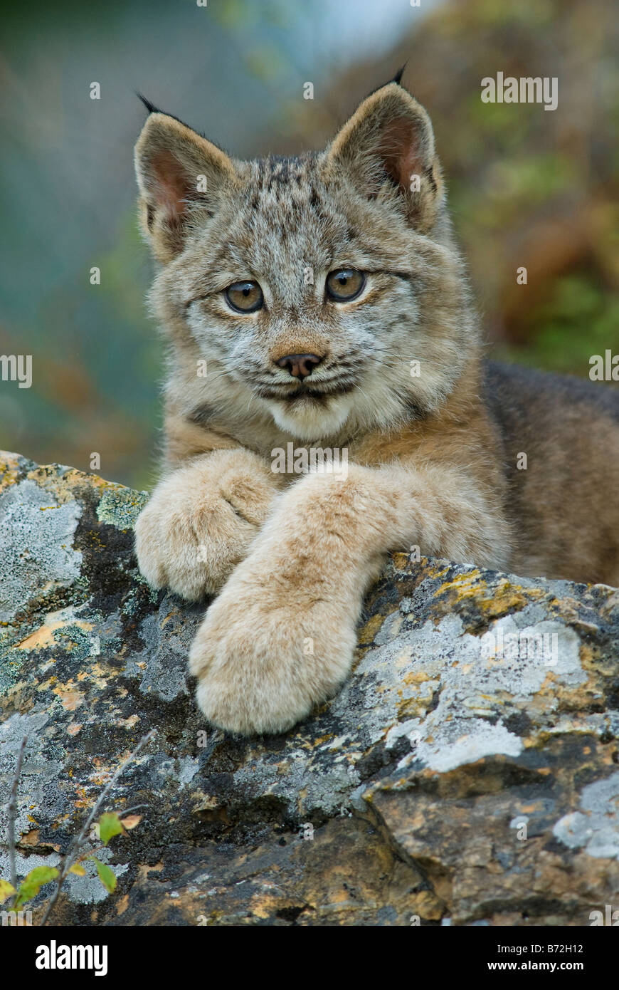Canada Lynx kitten, controlled conditions. Montana Stock Photo - Alamy