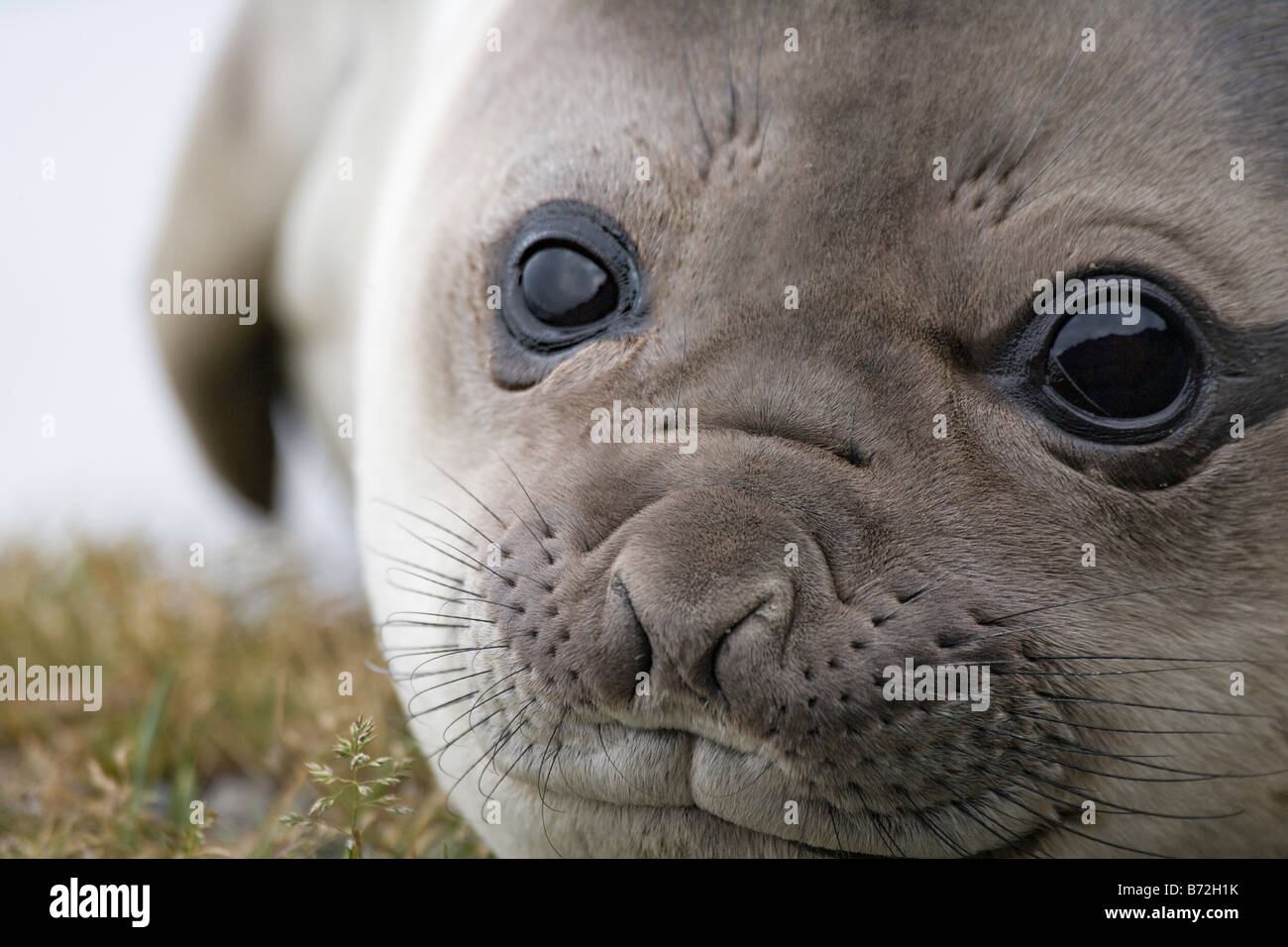 Elephant seal (Mirounga leonina) in the grass on the island Hercules Bay South Georgia Antarctica Stock Photo