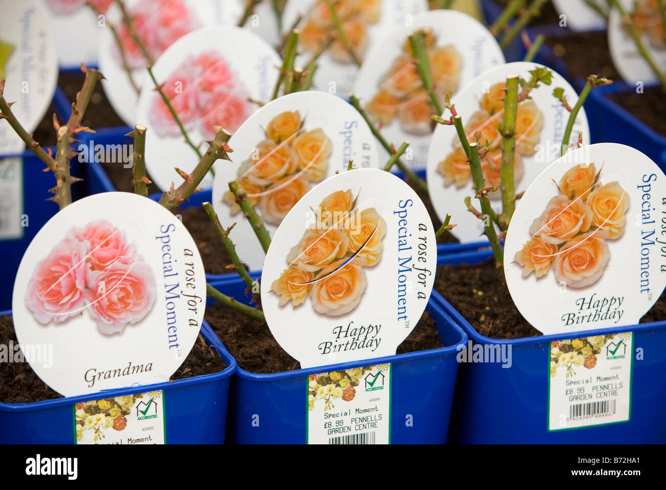Roses at a Garden Centre Stock Photo Alamy