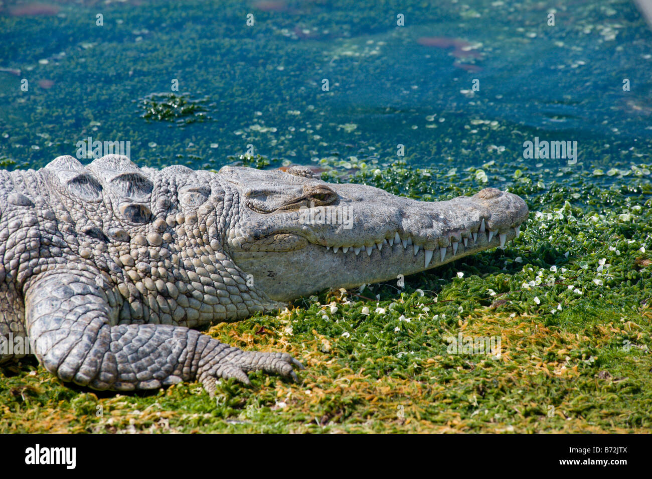 Crocodile laying on boat ramp in Cancun Mexico On the lagoon side Stock Photo