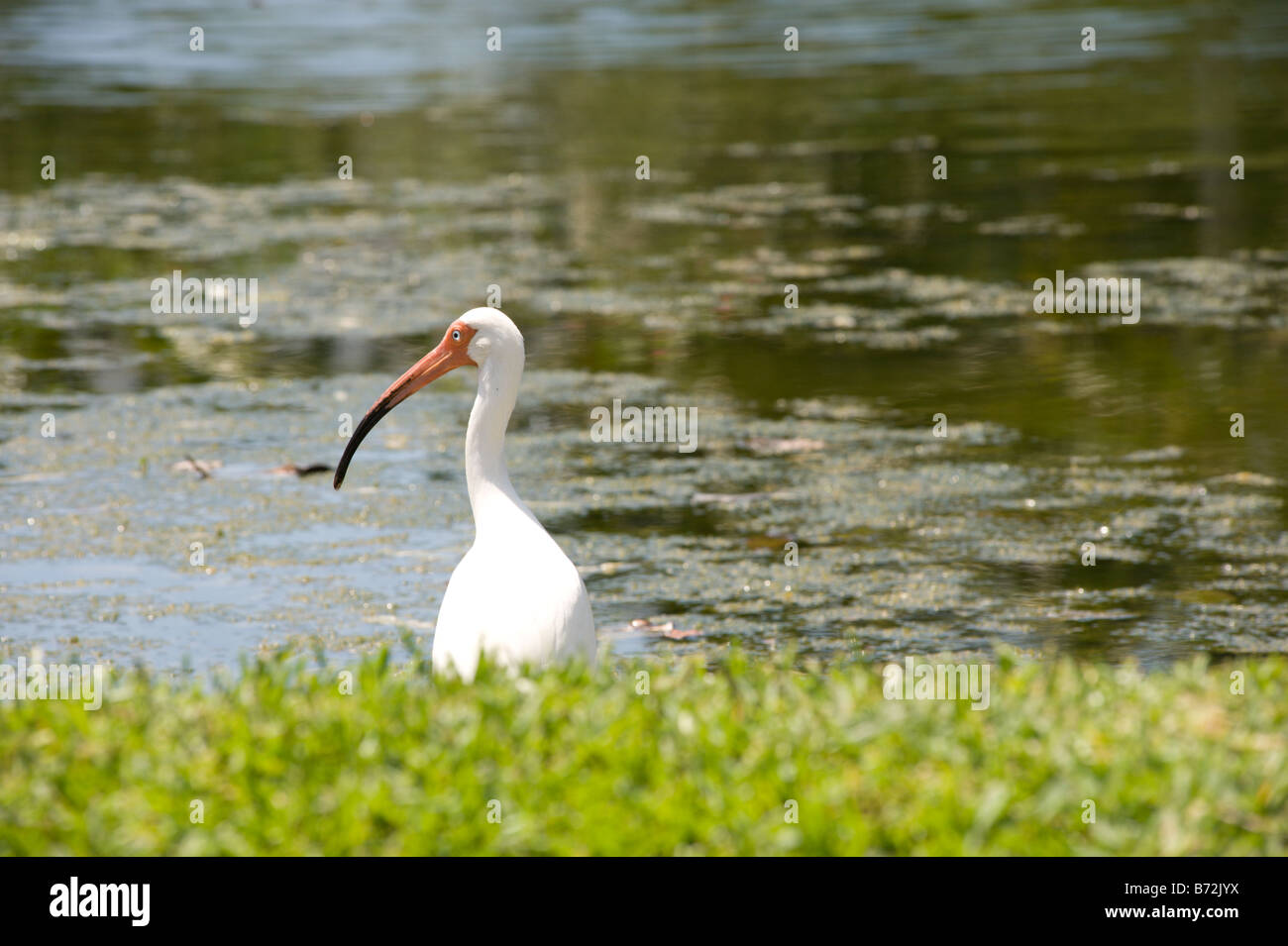 white bird with long beak and long legs Stock Photo Alamy