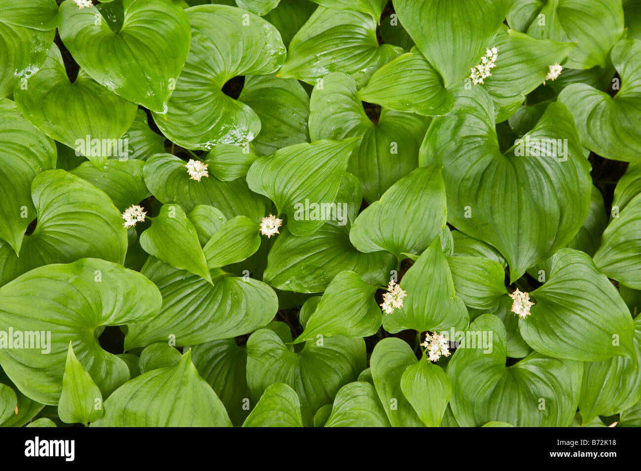 False Lily of the Valley Credit as Don Paulson www donpaulson com Stock Photo
