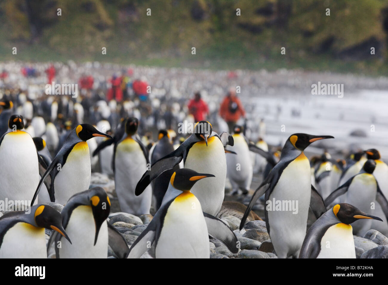 Travelers among King Penguins (Aptenodytes patagonicus) on the beach Gold Harbor South Georgia Antarctica Stock Photo