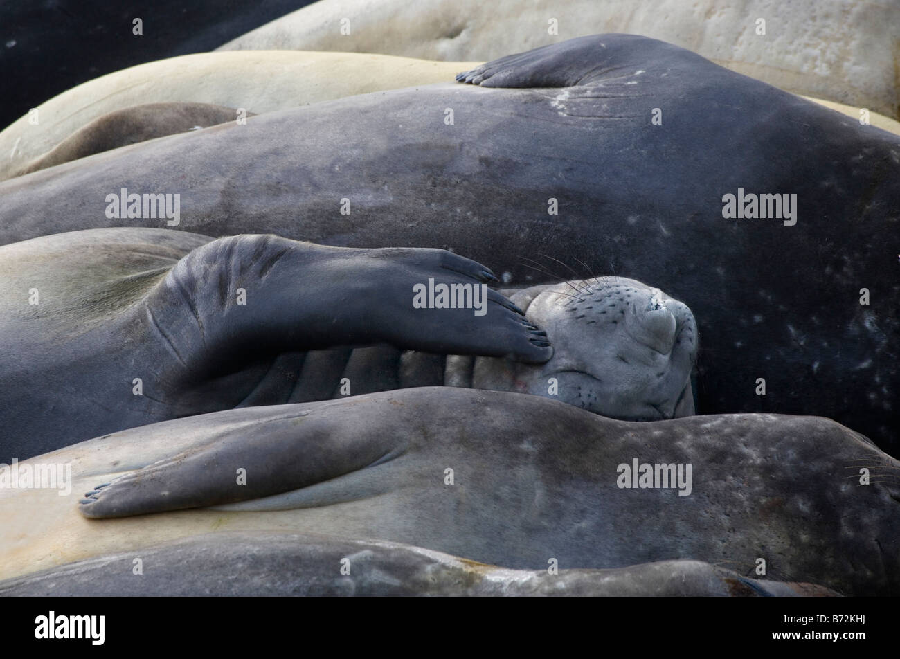 Elephant seals (Mirounga leonina) form a pattern Gold Harbor South Georgia Antarctica Stock Photo