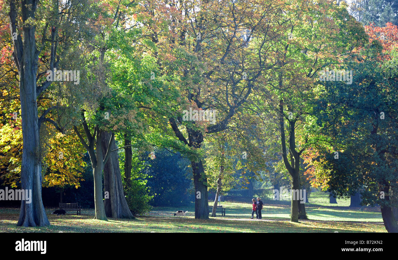 Autumn leaves in sunshine with couple walking their dogs Stock Photo ...
