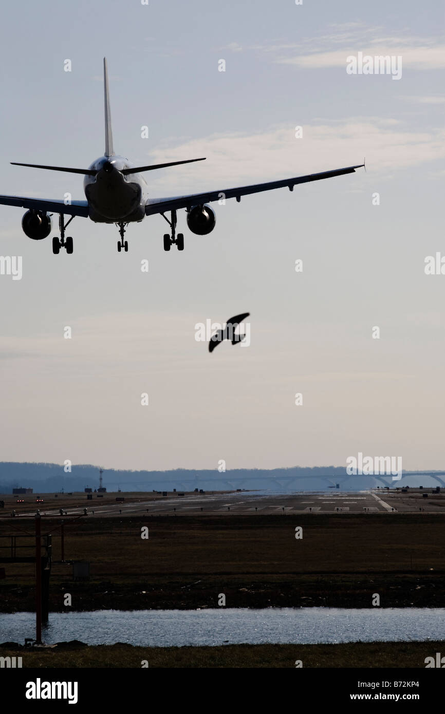 A bird flying in the pathway of airline jet Stock Photo