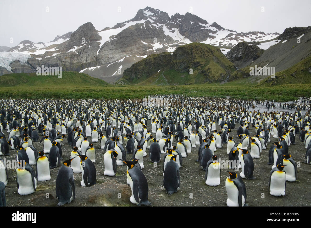 King Penguin Aptenodytes patagonicus Gold Harbor South Georgia ...