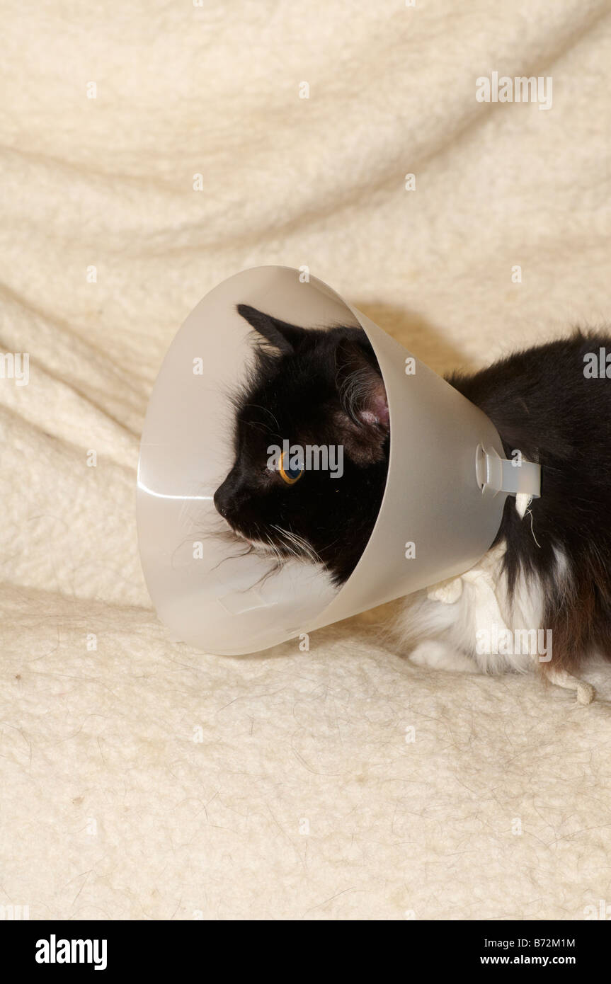 Cat wearing buster collar to prevent her from licking veterinary
