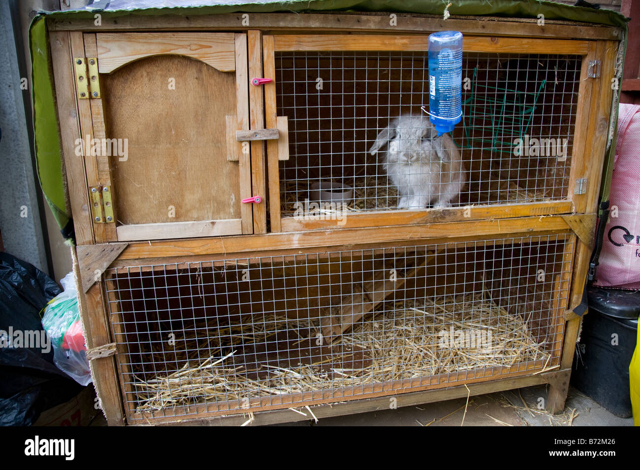 A pet rabbit in a hutch Stock Photo