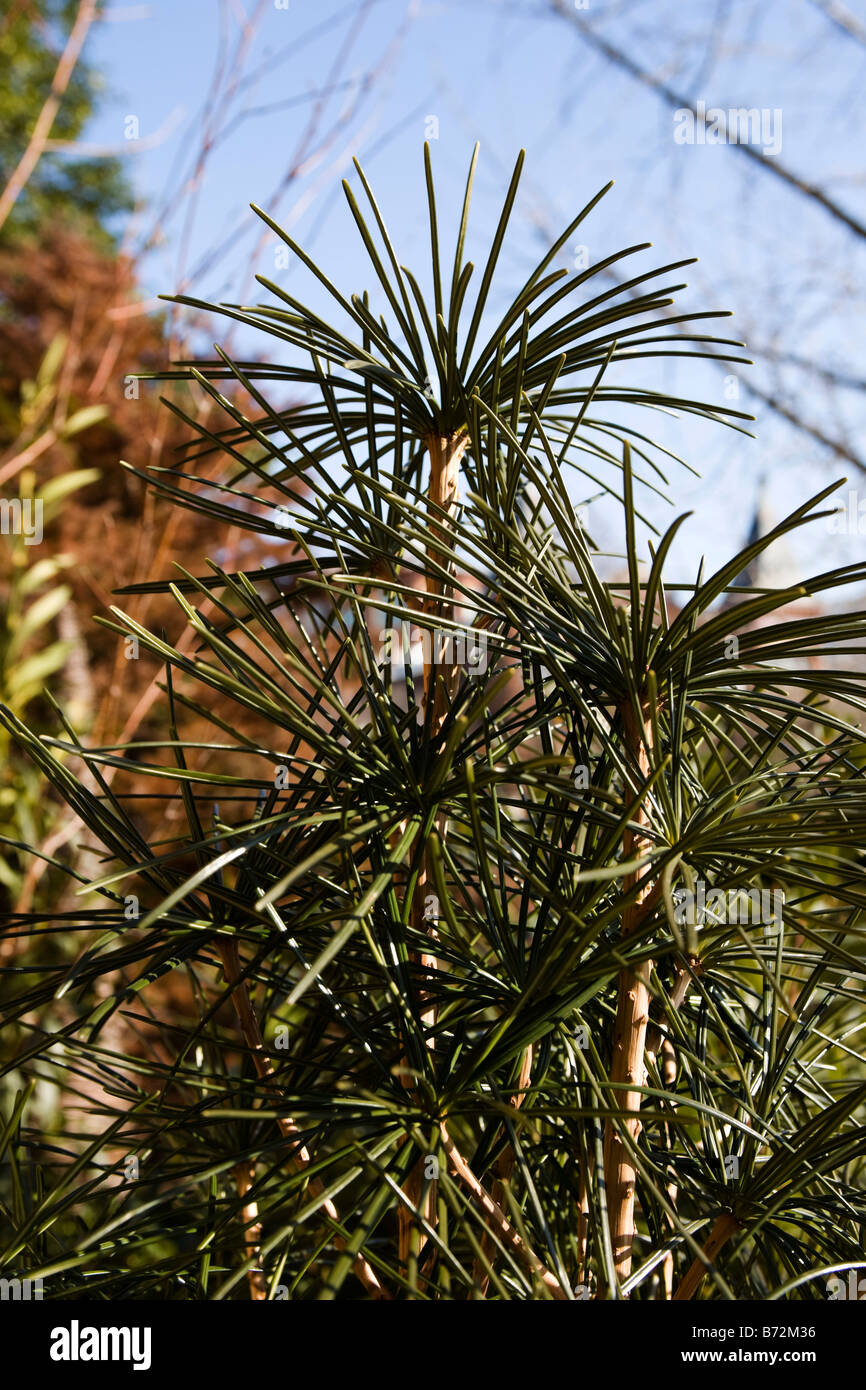 Japanese umbrella pine Stock Photo