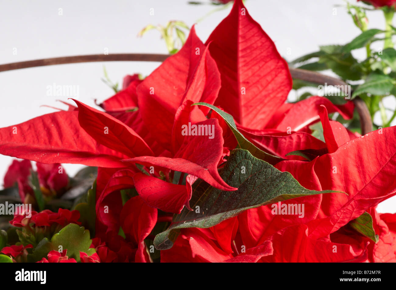 Still life of red Christmas plants in basket Poinsettia. Interflora gift. Stock Photo