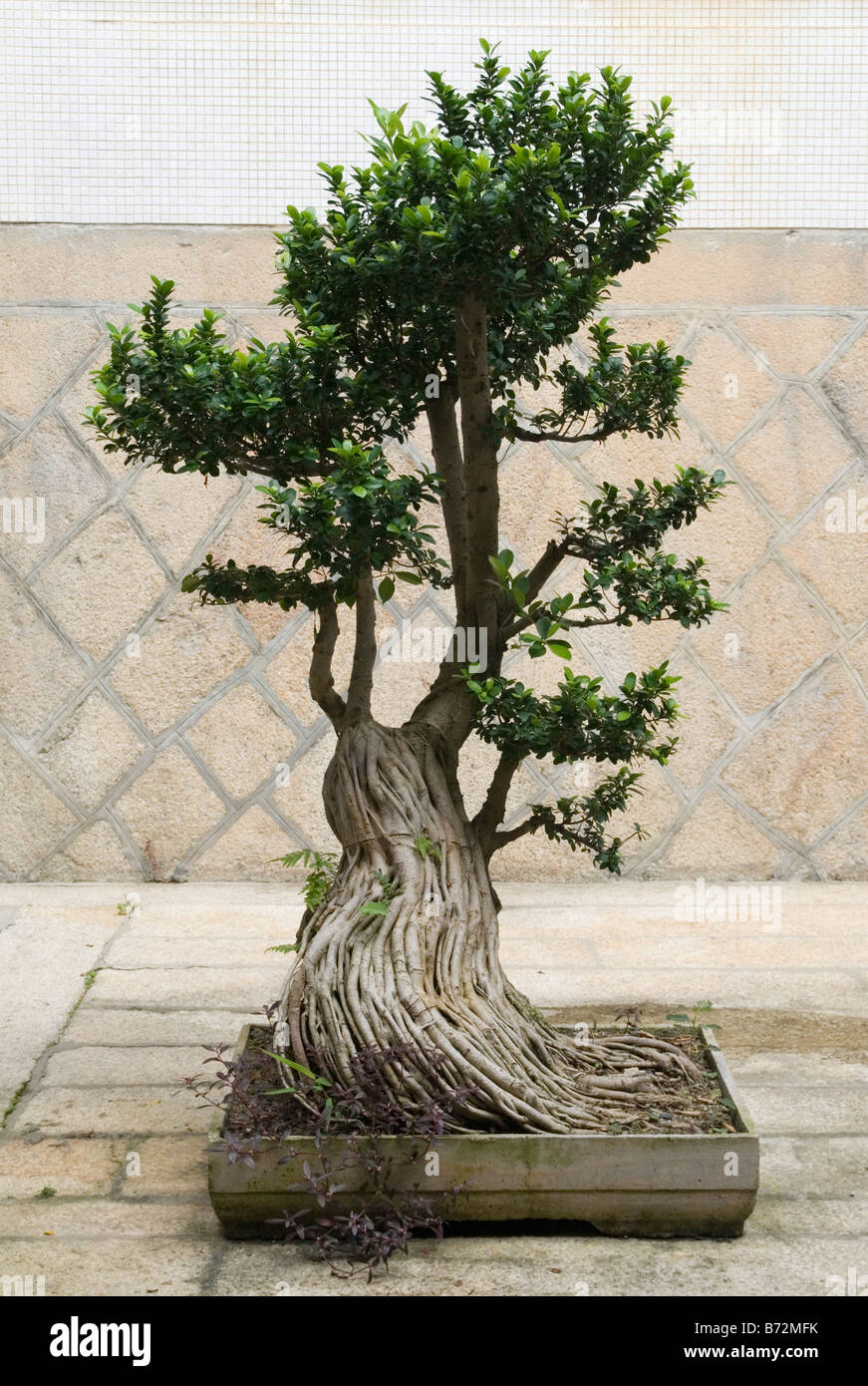 Chinese Banyan bonsai tree in a shallow container at the Buddhist Kek Lok Si Temple at Air Itam, Penang, Malaysia Stock Photo