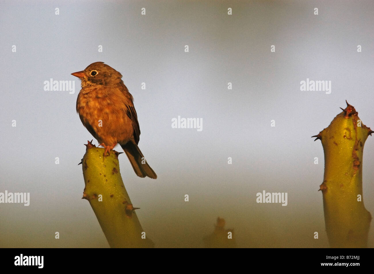 The Chestnuteared Bunting (Emberiza fucata, also called Greyheaded