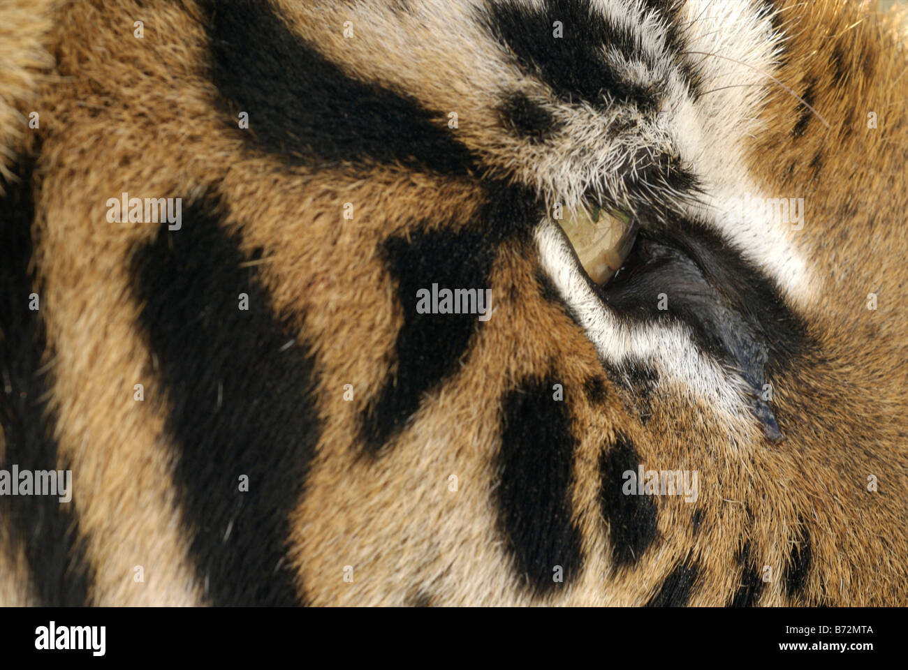 eye of the Sumatran tiger, captive, UK Stock Photo
