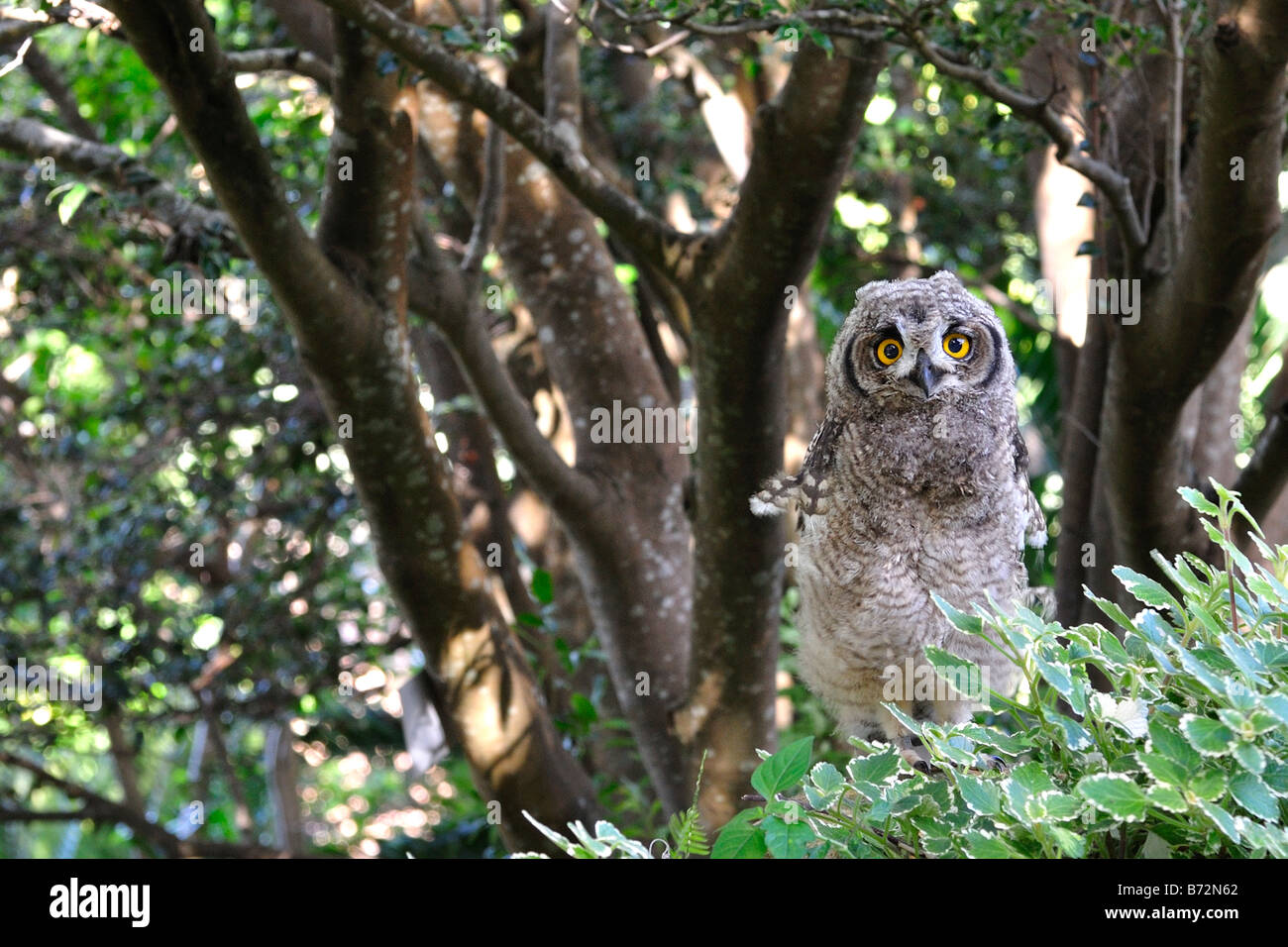 Juvenile Spotted Eagle Owl (Bubo africanus) - where is my sister? Stock Photo