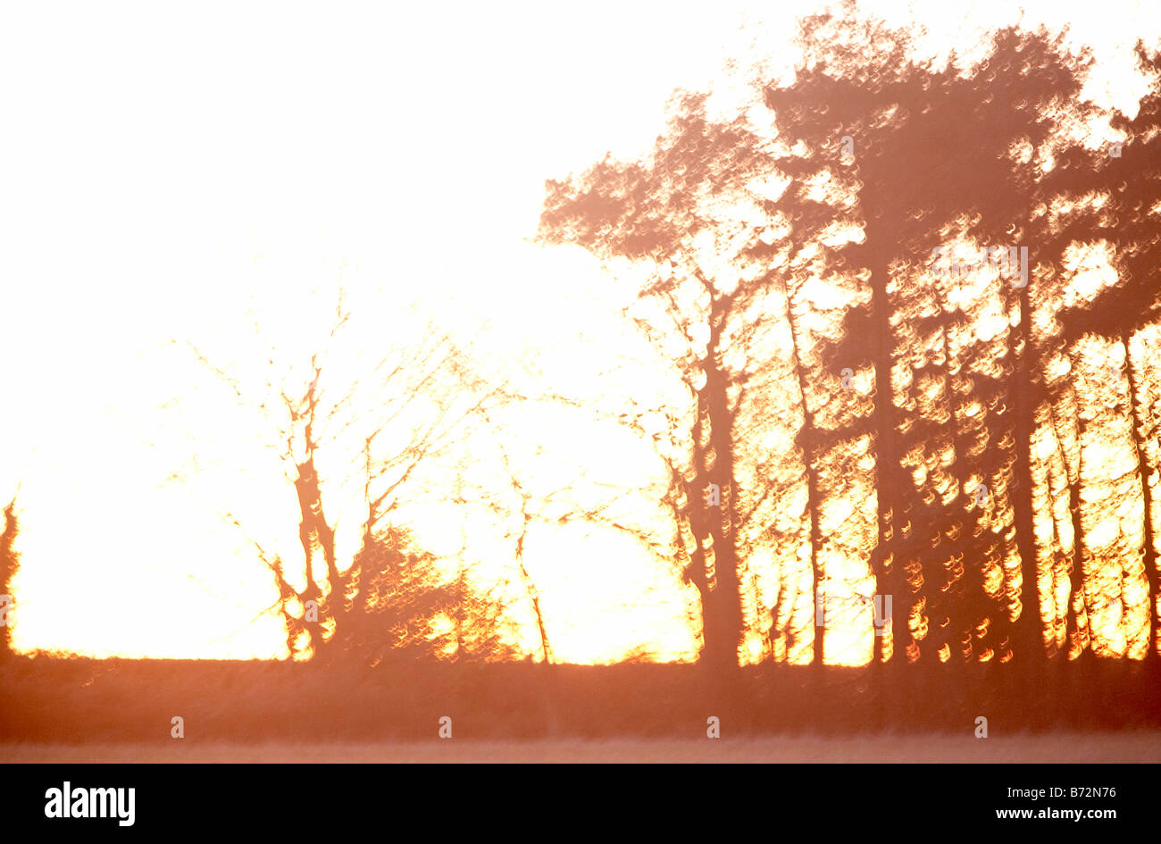 SILHOUETTE TREE LINE ABSTRACT SUNSET Stock Photo