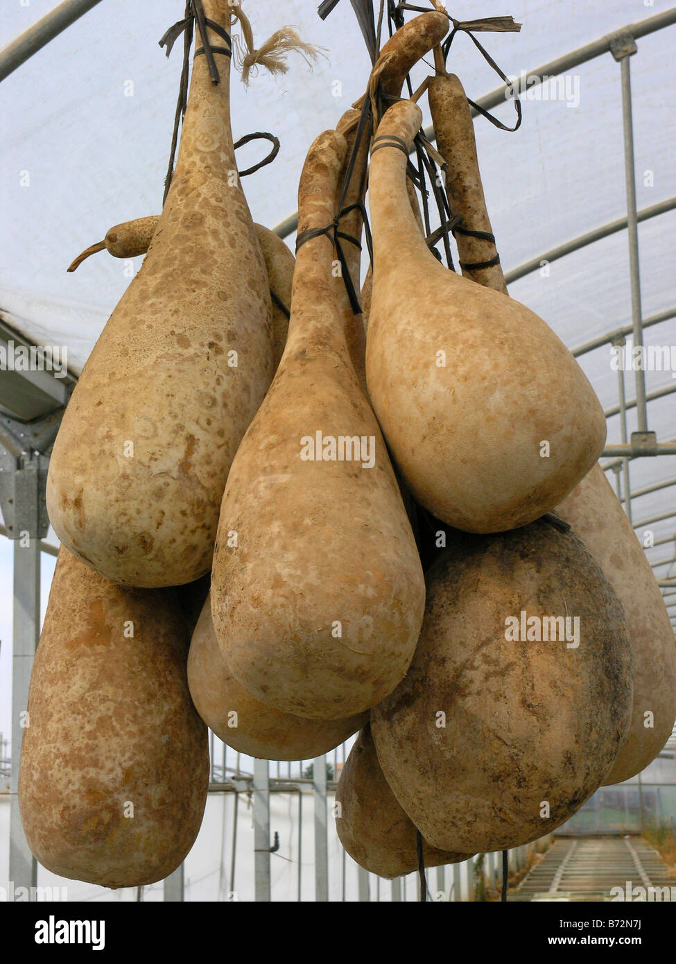 Hanging gourds hires stock photography and images Alamy