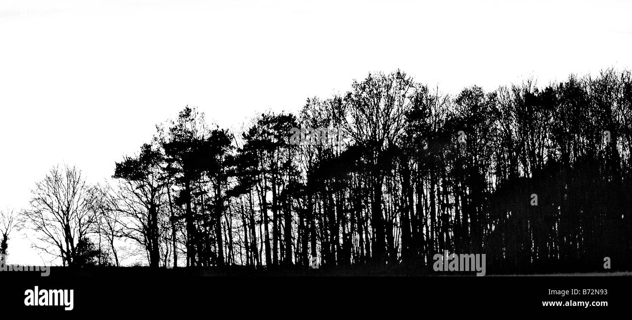 sunset behind trees abstract Stock Photo