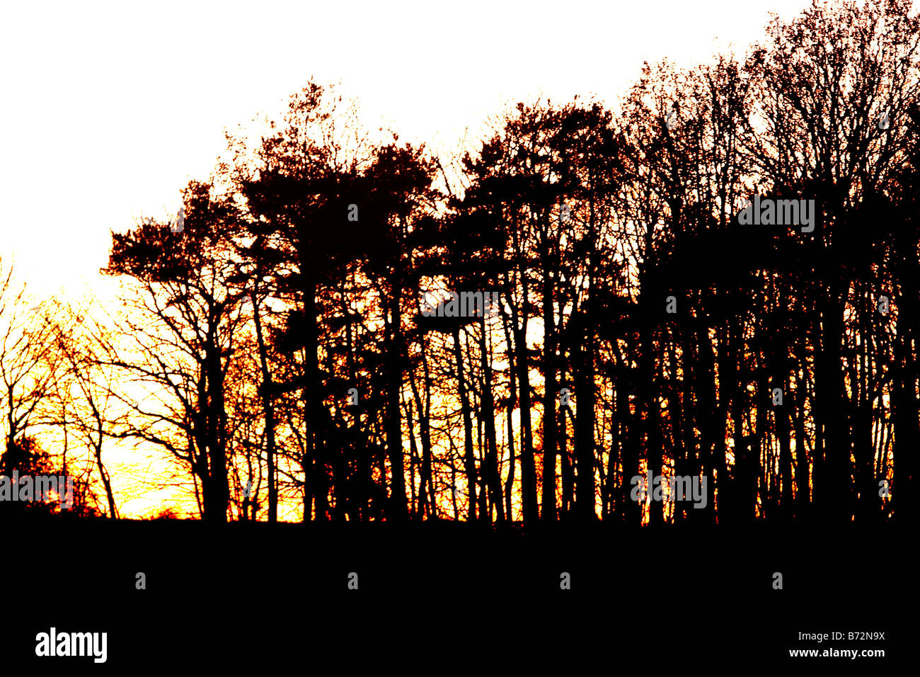 sunset behind trees abstract Stock Photo