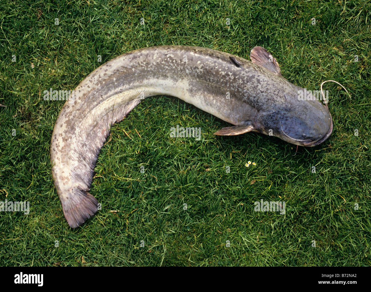 Wels Catfish from Claydon Lakes Buckinghamshire UK photographed 19 June Stock Photo