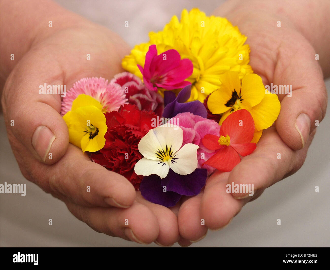 Edible flowers Stock Photo