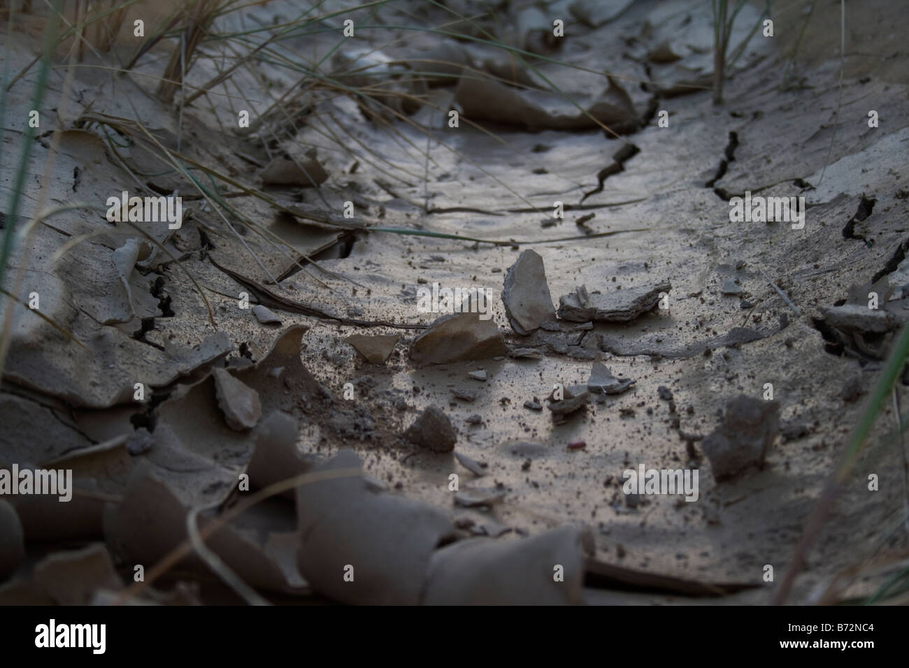 A dry watercourse somewhere in tasmania Stock Photo Alamy