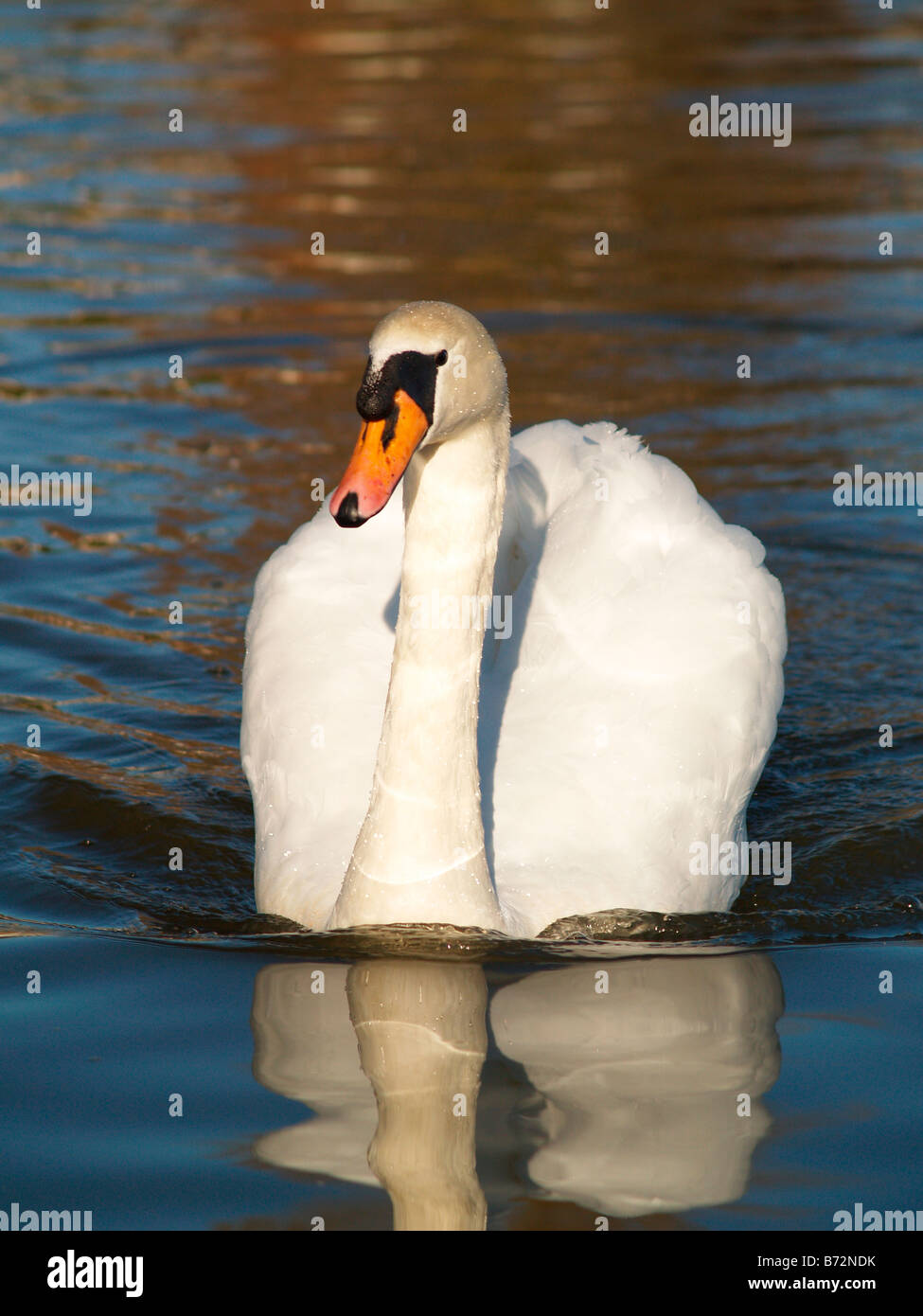 Graceful Swan swmming Stock Photo