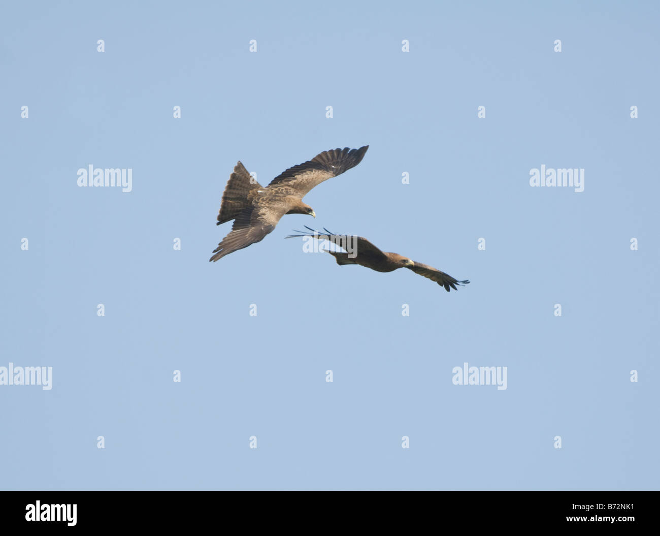 Black Kites Milvus migrans WILD Stock Photo