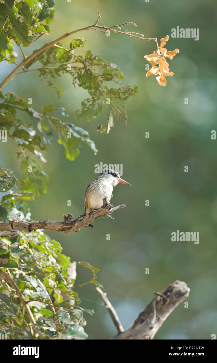 Striped Kingfisher Halcyon chelicuti WILD Stock Photo Alamy