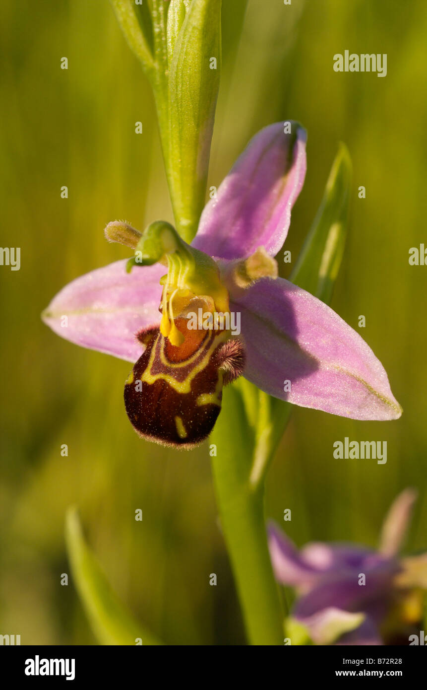 Unpollinated bee orchid flower, with pollinia intact, chalk grassland