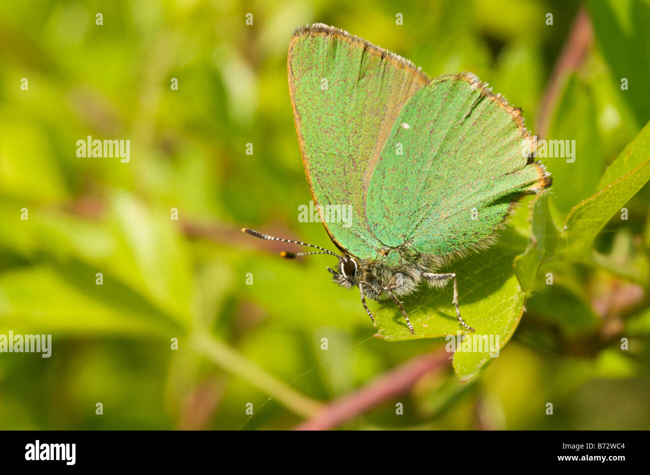 green hairstreak butterfly Stock Photo Alamy